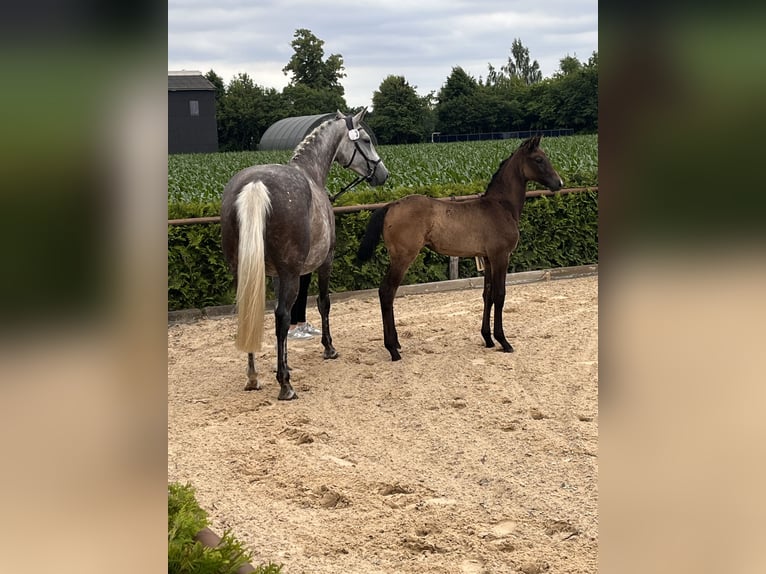 Hanoverian Mare Foal (04/2025) Grey-Dark-Tan in Buchholz in der Nordheide
