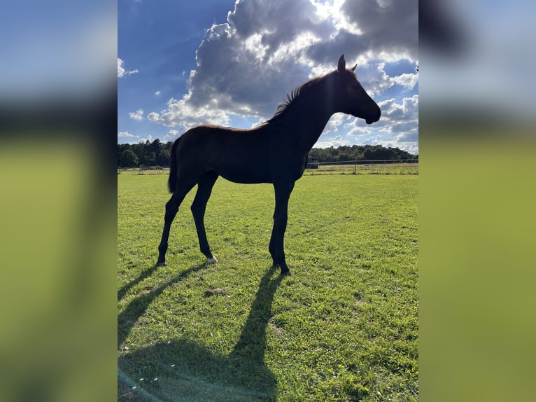 Hanoverian Mare Foal (04/2025) Grey-Dark-Tan in Buchholz in der Nordheide