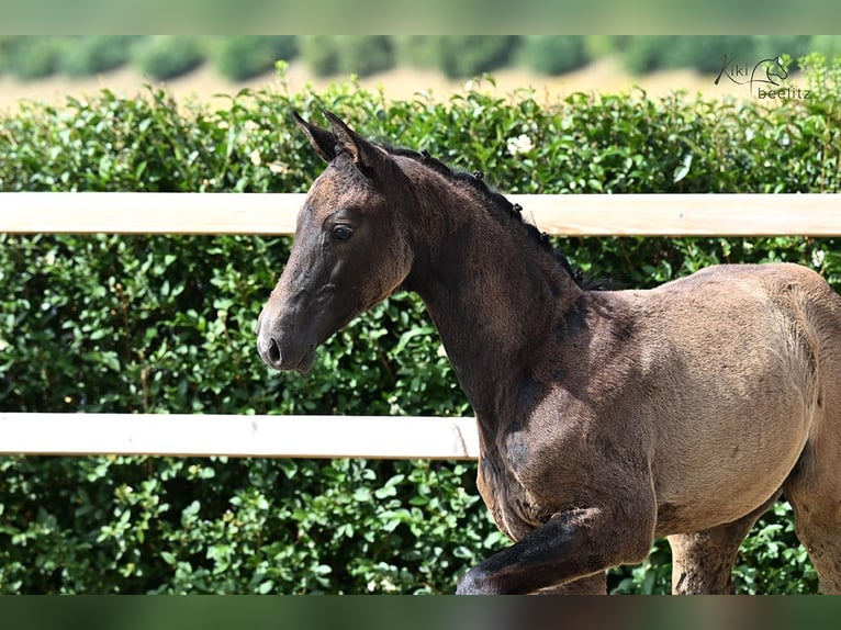Hanoverian Mare Foal (04/2025) Grey-Dark-Tan in Buchholz in der Nordheide
