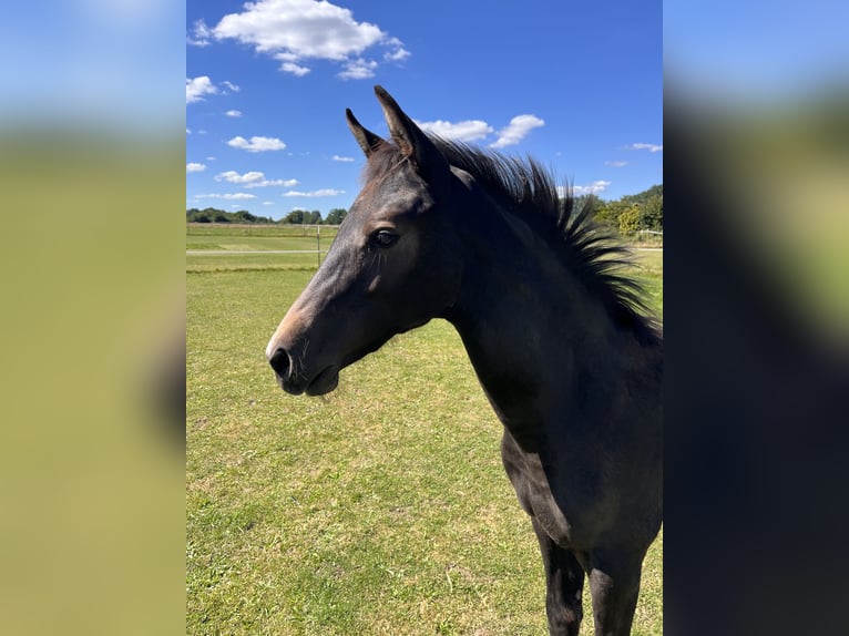 Hanoverian Mare Foal (04/2025) Grey-Dark-Tan in Buchholz in der Nordheide