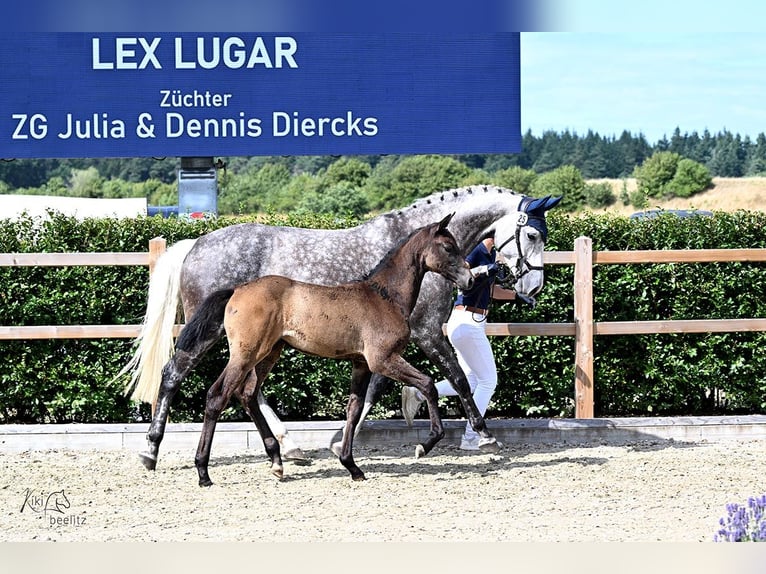 Hanoverian Mare Foal (04/2025) Grey-Dark-Tan in Buchholz in der Nordheide