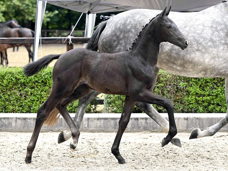 Hanoverian Mare Foal (03/2025) Grey in Bad Bevensen