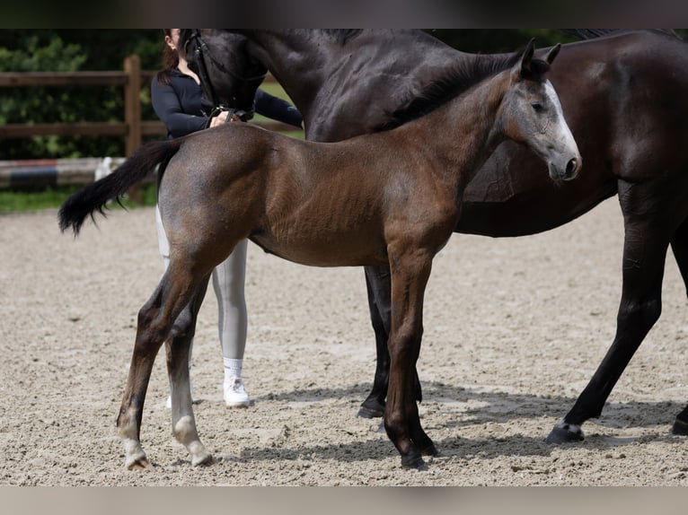 Hanoverian Mare Foal (04/2025) Grey in Friedeburg Wiesede