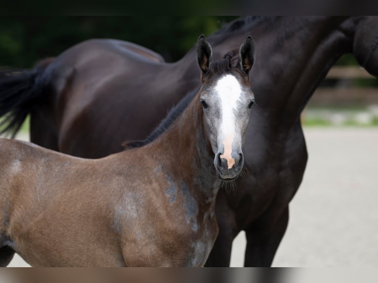 Hanoverian Mare Foal (04/2025) Grey in Friedeburg Wiesede