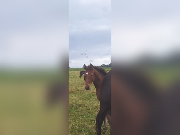 Hanoverian Mare Foal (04/2025) in Dornum