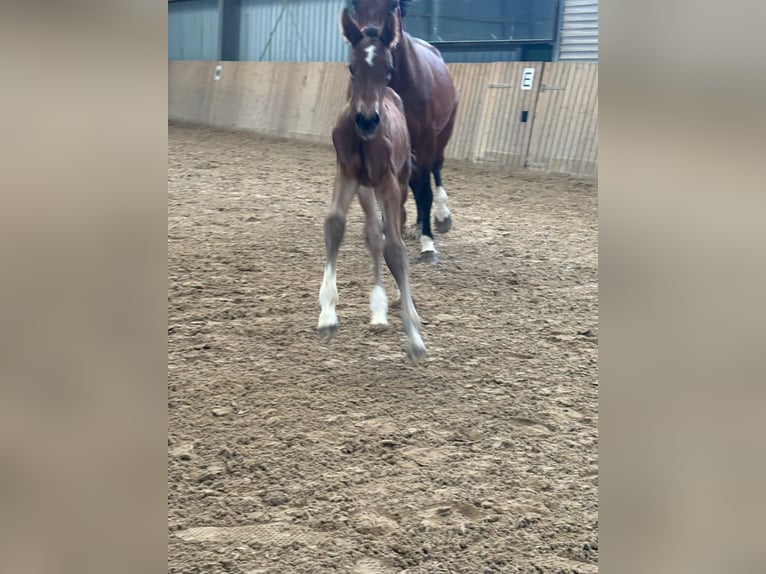 Hanoverian Mare  in Rommerskirchen