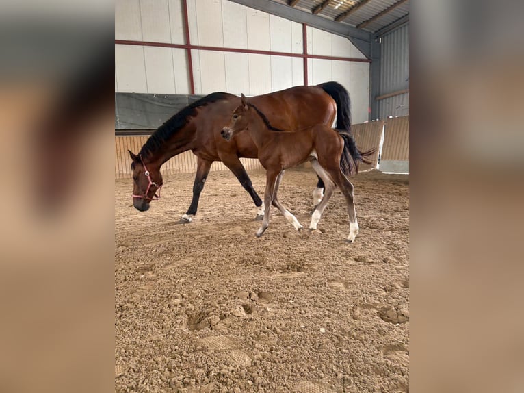 Hanoverian Mare  in Rommerskirchen