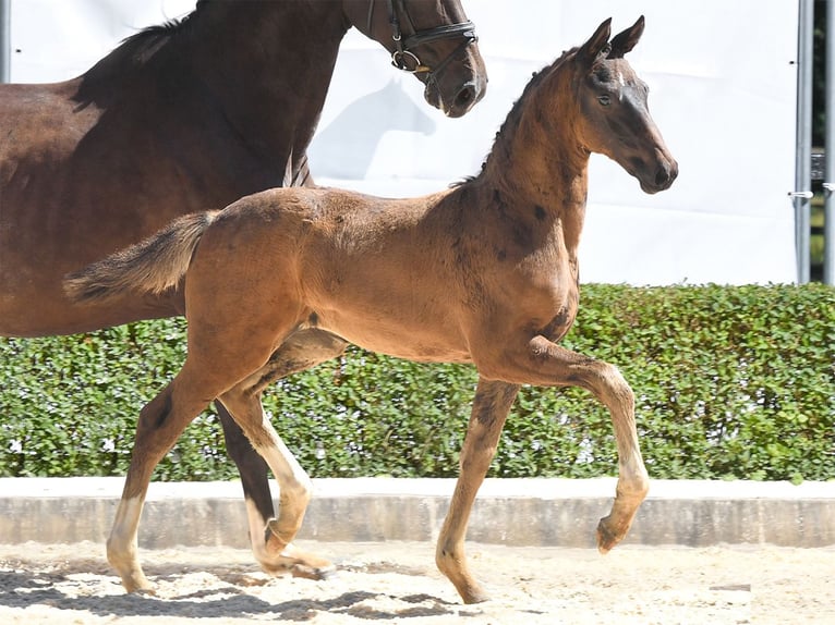 Hanoverian Mare Foal (05/2024) Smoky-Black in Bad Bevensen