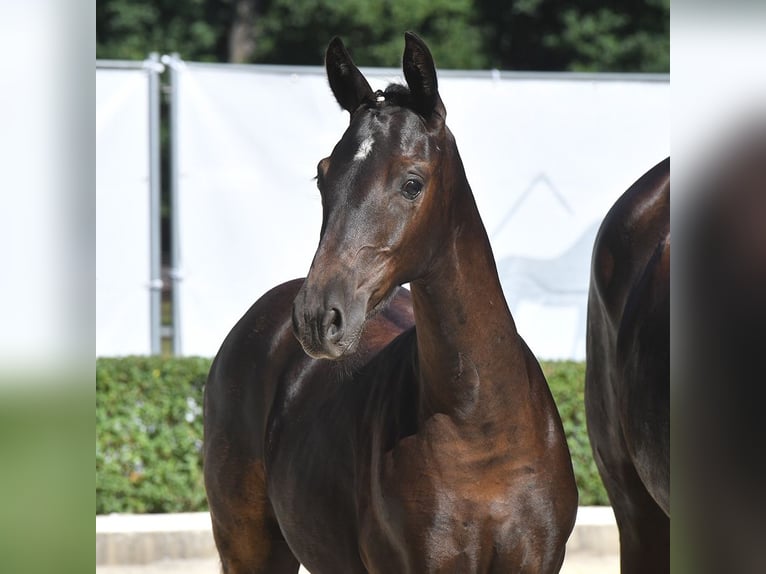 Hanoverian Mare Foal (04/2024) Smoky-Black in Bad Bevensen