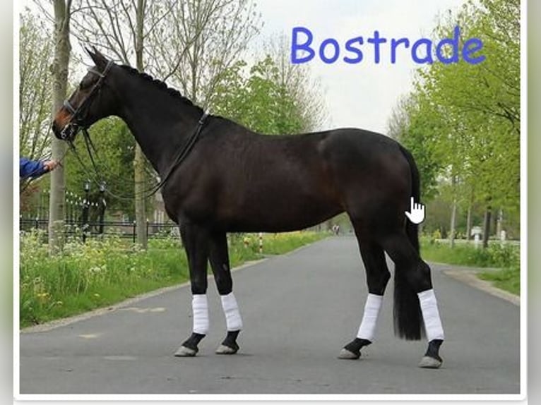 Hanoverian Mare  Smoky-Black in Rietberg
