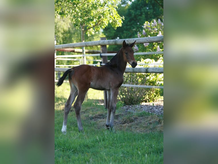 Hanoverian Mare  Smoky-Black in Rietberg