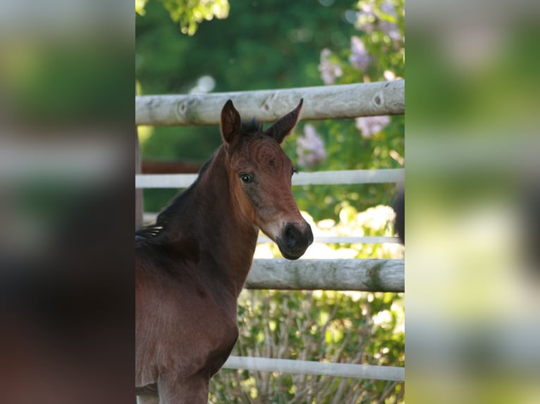 Hanoverian Mare  Smoky-Black in Rietberg
