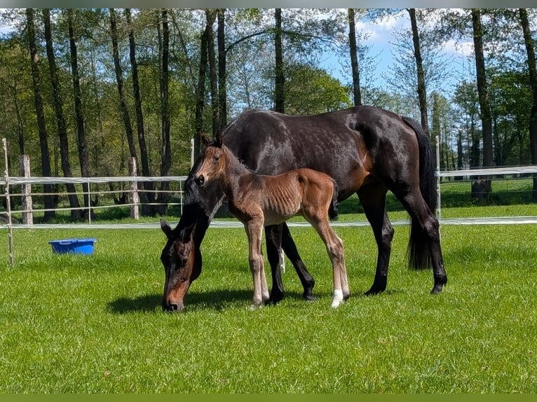 Hanoverian Mare  Smoky-Black in Rietberg