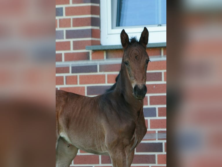 Hanoverian Mare  Smoky-Black in Rietberg