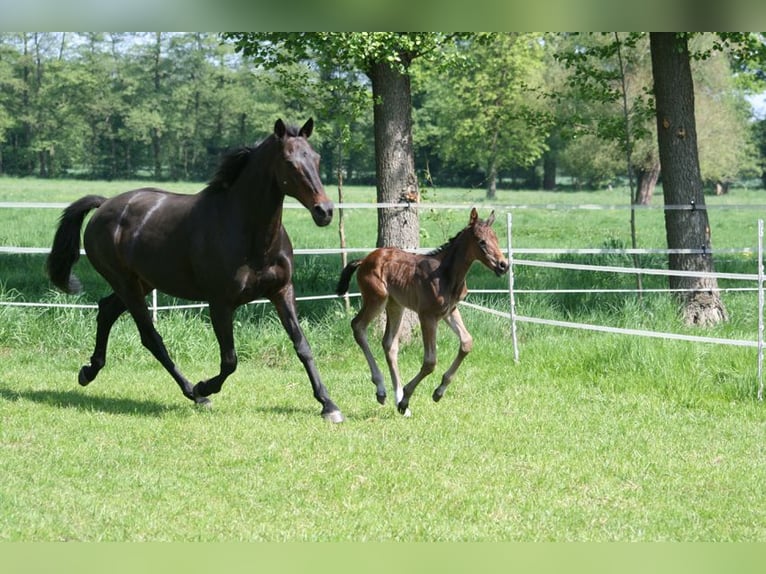 Hanoverian Mare  Smoky-Black in Rietberg