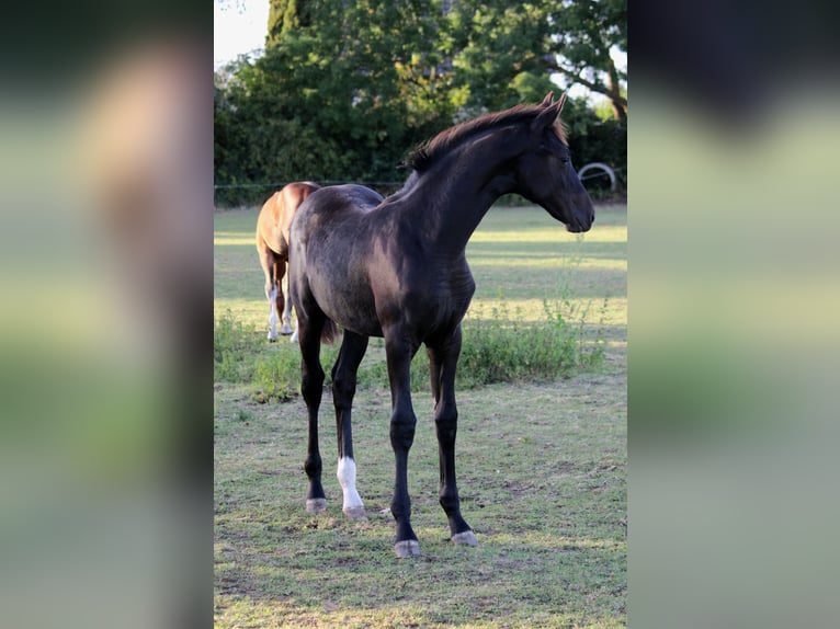Hanoverian Mare Foal (04/2025) Smoky-Black in Hohenhameln Hanoverian Mare Foal (04/2025) Smoky-Black in Hohenhameln