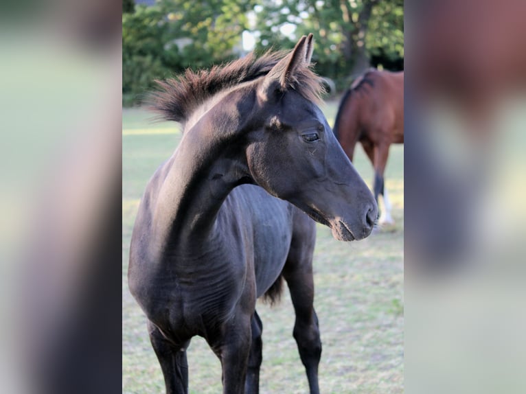 Hanoverian Mare Foal (04/2025) Smoky-Black in Hohenhameln Hanoverian Mare Foal (04/2025) Smoky-Black in Hohenhameln