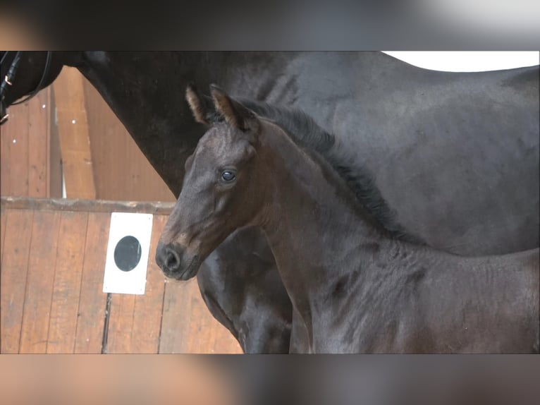Hanoverian Mare Foal (05/2026) Smoky-Black in Sögel