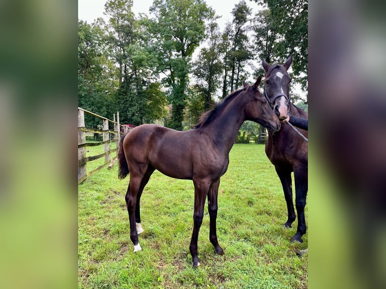 Hanoverian Mare Foal (05/2024) Smoky-Black in Stemwede