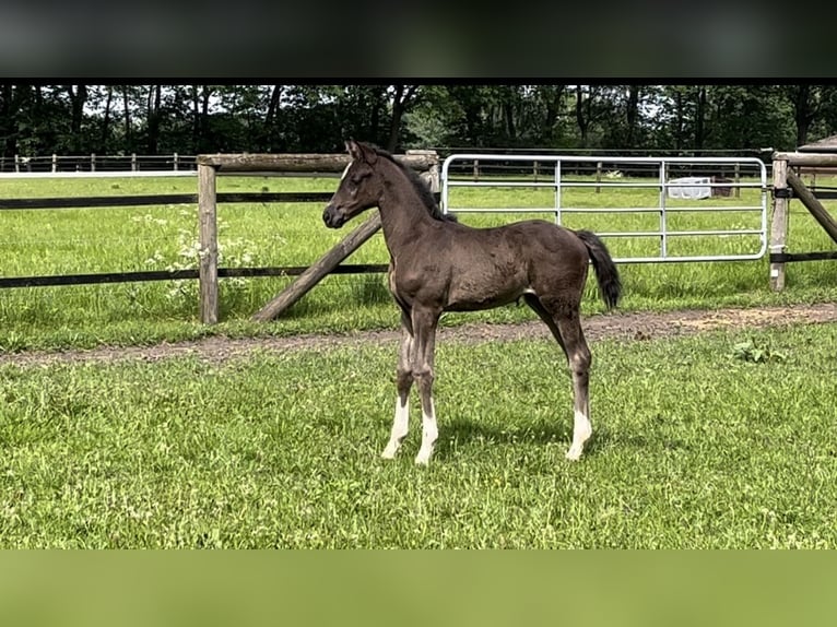 Hanoverian Mare Foal (04/2024) Smoky-Black in Werlte