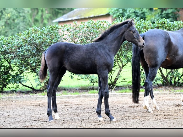 Hanoverian Mare Foal (05/2025) Smoky-Black in Zeven