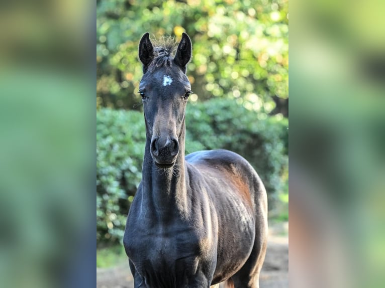 Hanoverian Mare Foal (05/2025) Smoky-Black in Zeven