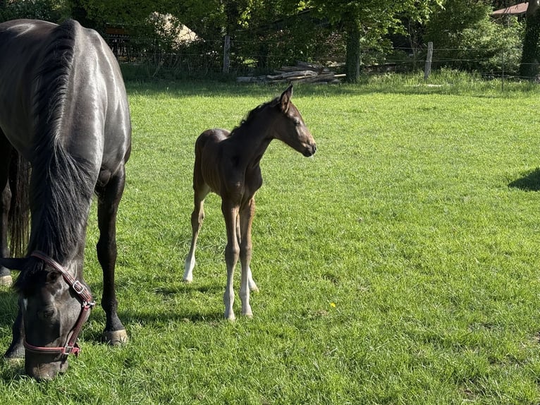 Hanoverian Mare Smoky-Black in Bröckel Hanoverian Mare Smoky-Black in Bröckel