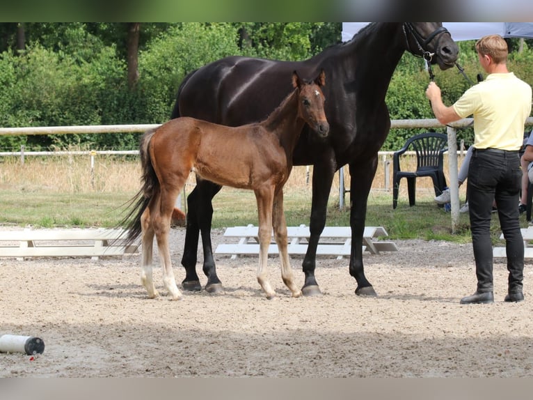 Hanoverian Mare Foal (04/2025) Smoky-Black in Bröckel Hanoverian Mare Foal (04/2025) Smoky-Black in Bröckel