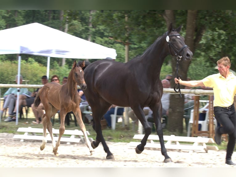 Hanoverian Mare Foal (04/2025) Smoky-Black in Bröckel Hanoverian Mare Foal (04/2025) Smoky-Black in Bröckel