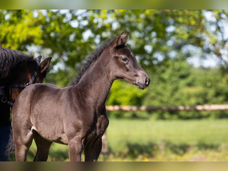 Hanoverian Mare  Smoky-Black in Cuxhaven