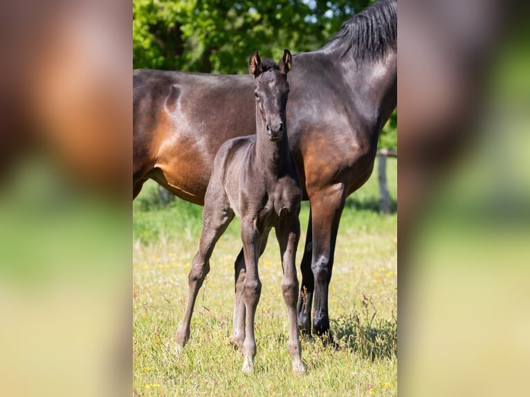 Hanoverian Mare  Smoky-Black in Cuxhaven