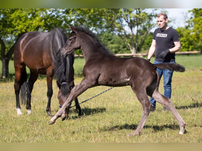 Hanoverian Mare  Smoky-Black in Cuxhaven