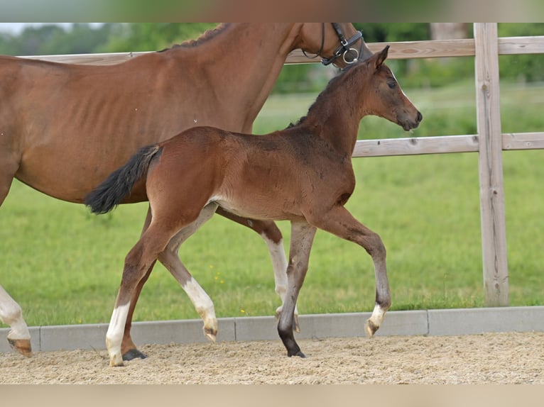 Hanoverian Mare  Smoky-Black in Ettringen