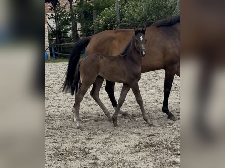 Hanoverian Mare Foal (05/2026) Smoky-Black in Schöningen