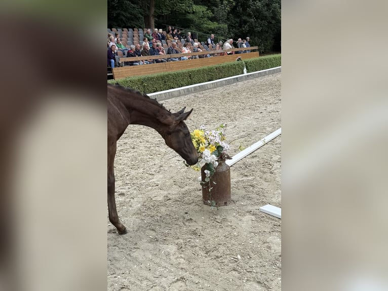Hanoverian Mare  Smoky-Black in Regesbostel