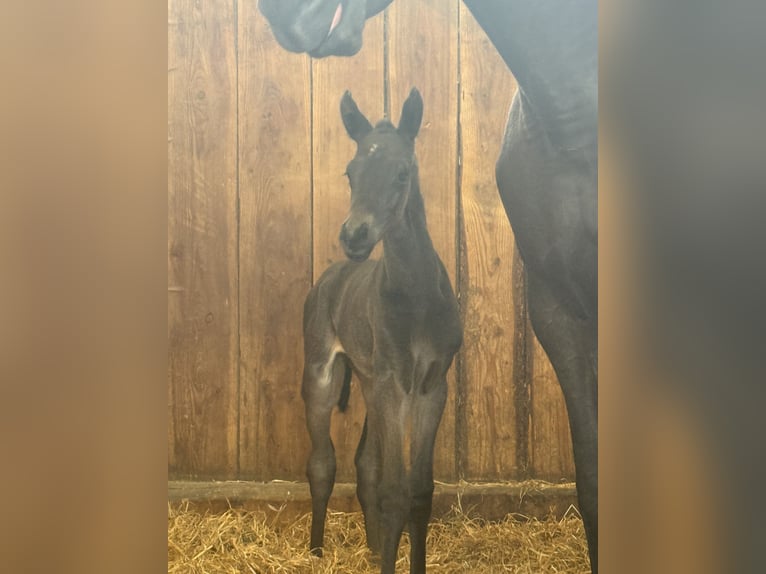 Hanoverian Mare  Smoky-Black in Regesbostel