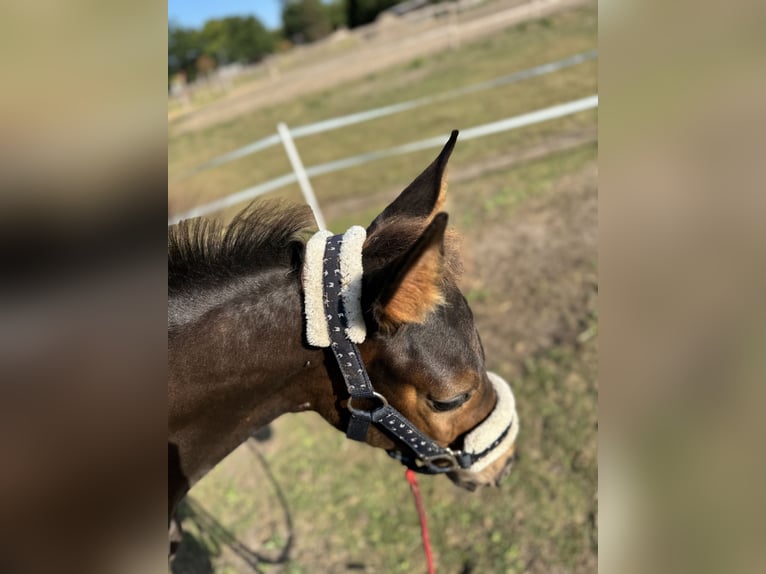 Hanoverian Mare Foal (04/2025) Smoky-Black in Wedemark