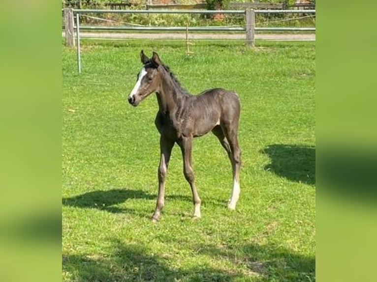 Hanoverian Mare Foal (06/2025) Smoky-Black in Petershagen