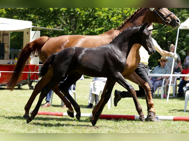 Hanoverian Mare Foal (04/2024) Smoky-Black in Lüchow