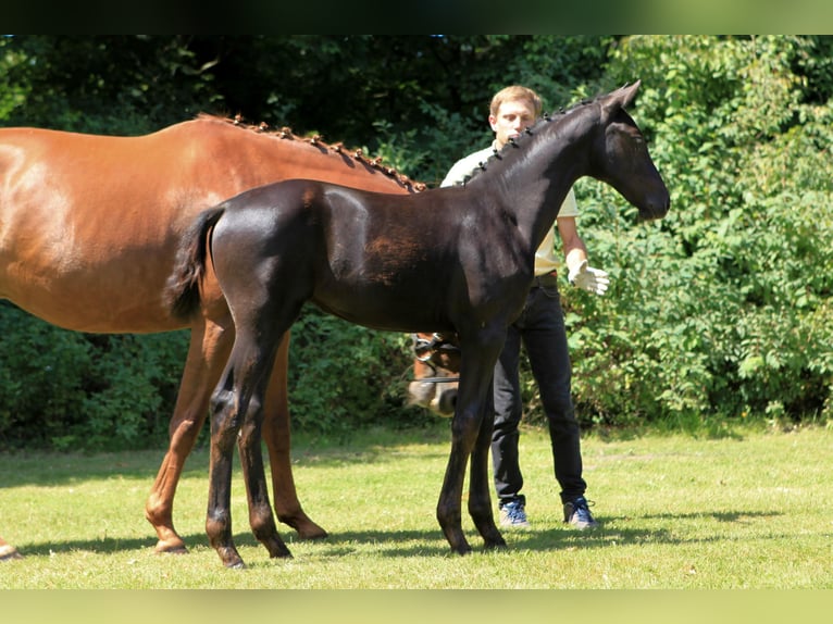 Hanoverian Mare Foal (04/2024) Smoky-Black in Lüchow