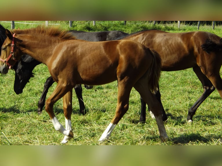 Hanoverian Mare Foal (04/2024) Sorrel in Hespe Levesen