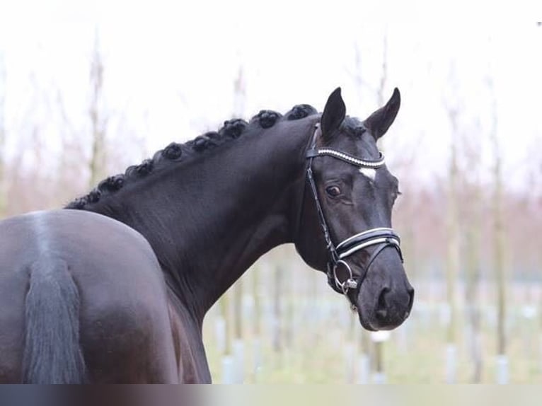 Hanoverian Stallion 10 years 16,2 hh Bay-Dark in Bad Zwischenahn