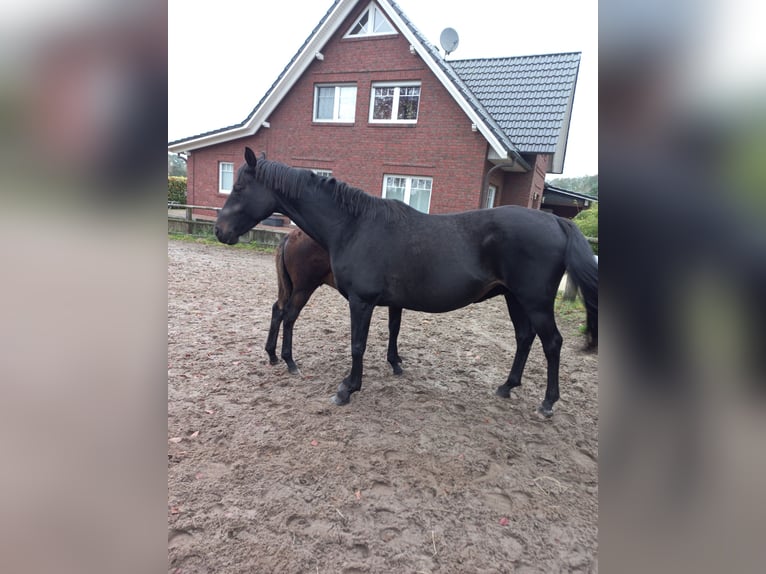 Hanoverian Stallion 10 years 16,2 hh Black in Kutenholz