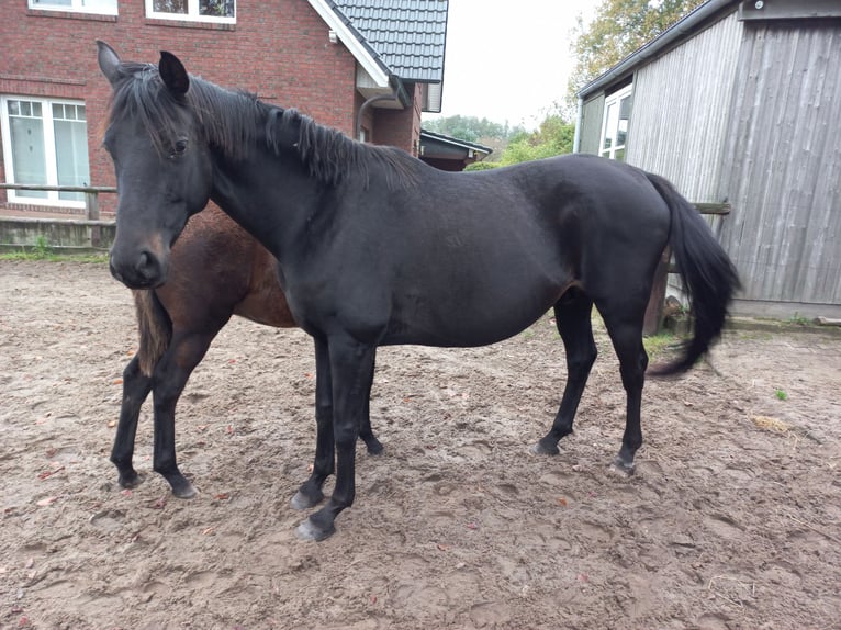 Hanoverian Stallion 10 years 16,2 hh Black in Kutenholz