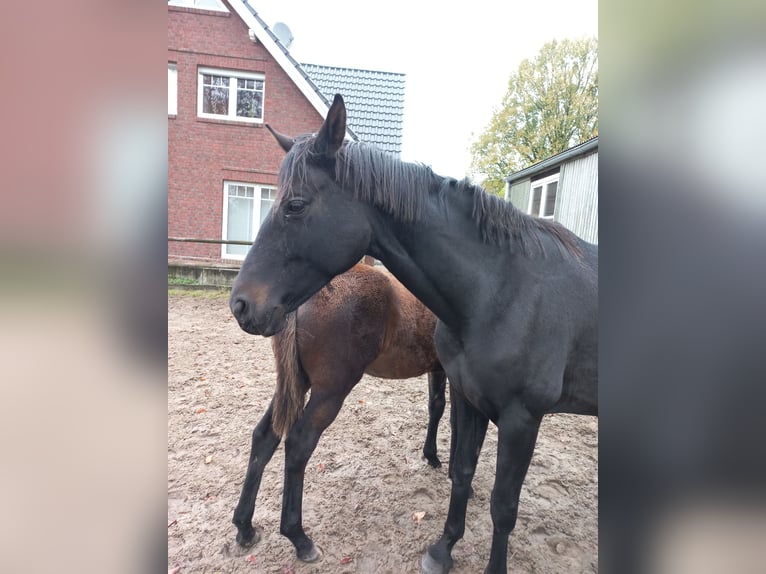 Hanoverian Stallion 10 years 16,2 hh Black in Kutenholz