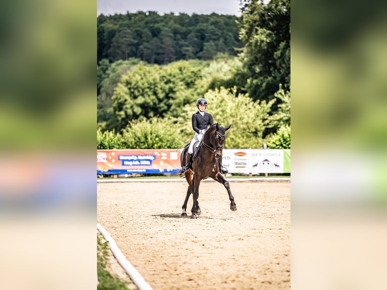 Hanoverian Stallion 11 years 16,2 hh Smoky-Black in Bad Zwischenahn