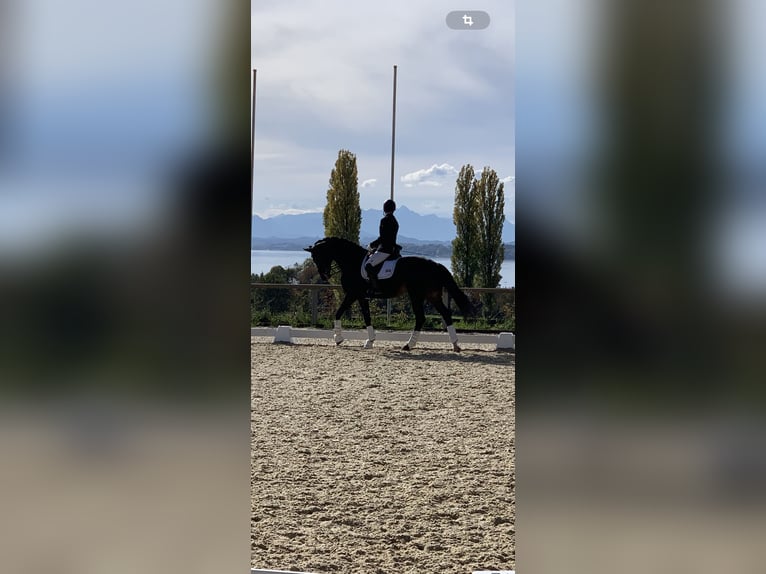 Hanoverian Stallion 12 years 16,1 hh Bay-Dark in Schäftlarn-Neufahrn