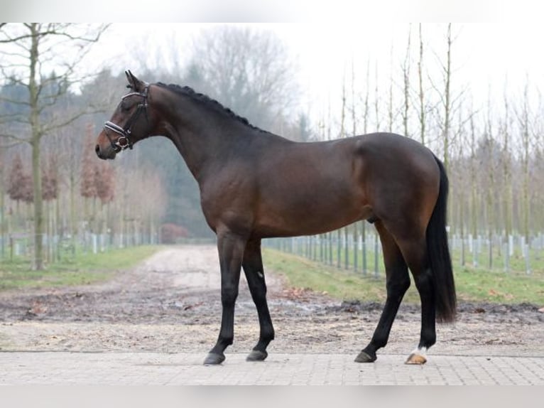 Hanoverian Stallion 12 years 16,2 hh Smoky-Black in Bad Zwischenahn