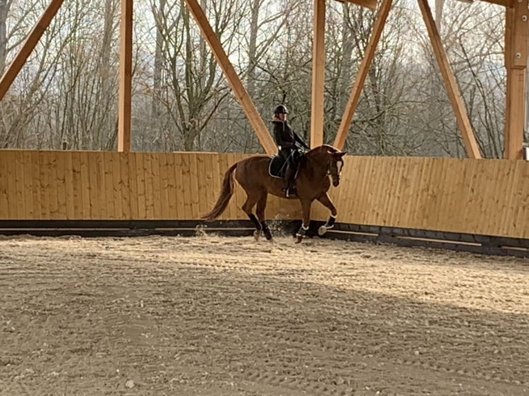 Hanoverian Stallion 13 years 17 hh Chestnut-Red in Heppenheim (Bergstraße)