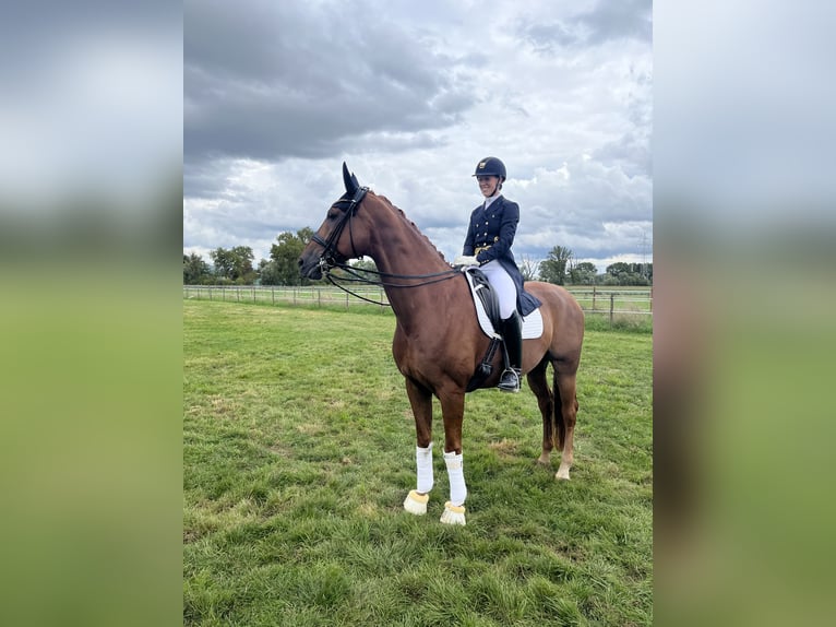 Hanoverian Stallion 13 years 17 hh Chestnut-Red in Heppenheim (Bergstraße)